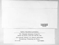 Discosia artocreas image